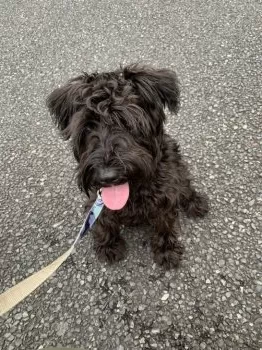 K.I 様のお迎えした子犬
