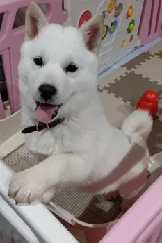 あき 様のお迎えした子犬