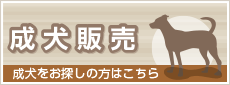成犬販売