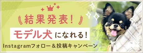 結果発表！ みんなのブリーダーのモデル犬になれる！フォロー＆投稿キャンペーン