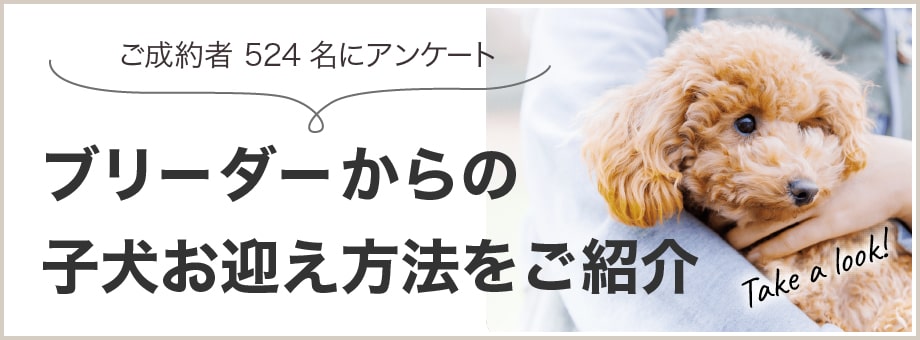 子犬のお迎え方法って、どんなのがあるの？お迎え方法をご紹介