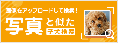 写真と似た子犬検索