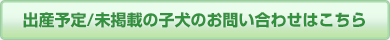 出産予定/未掲載の子犬のお問い合わせはこちら