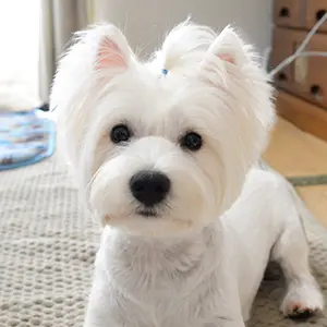 きなこちゃん（ウエストハイランドホワイトテリア）