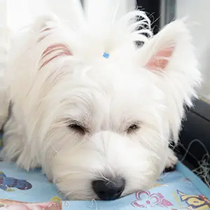 きなこちゃん（ウエストハイランドホワイトテリア）