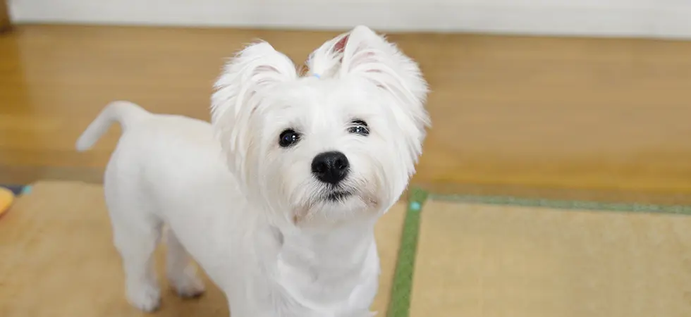 きなこちゃん（ウエストハイランドホワイトテリア）