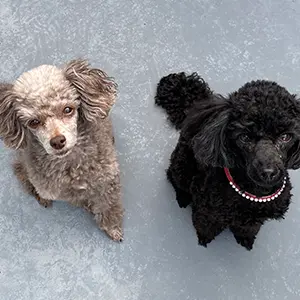 ケンケンくん（トイプードル）