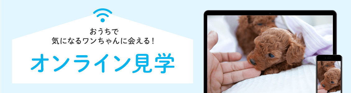 おうちでワンちゃんに会える！オンライン見学