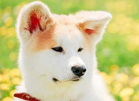 秋田犬