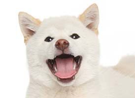 紀州犬