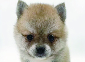 ポメ柴(ポメラニアン×柴犬)