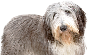 ビアデッドコリーの子犬