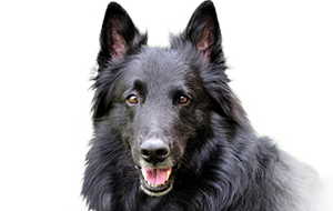 ベルジアン・シェパード・ドッグ・グローネンダールの子犬