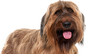 ブリアードの子犬