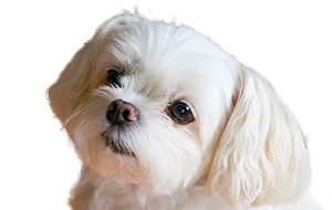 チワマル(チワワ×マルチーズ)の子犬