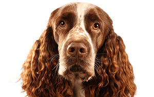 イングリッシュスプリンガースパニエルの子犬