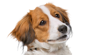 コーイケルホンディエの子犬