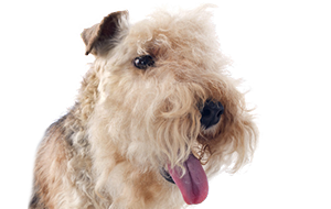 レークランドテリアの子犬