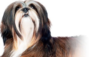 ラサアプソの子犬