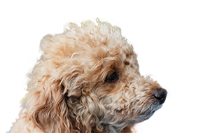 ミディアムプードルの子犬