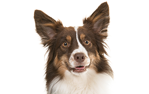 ミニチュア・アメリカン・シェパードの子犬