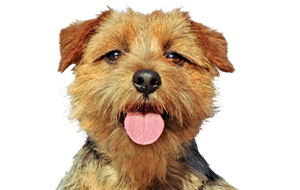ノーフォークテリアの子犬
