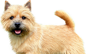 ノーリッチテリアの子犬