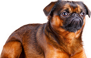 プチブラバンソンの子犬