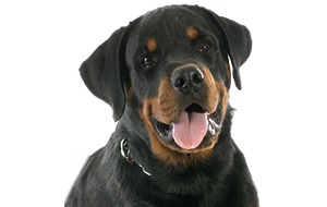 ロットワイラーの子犬