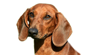 スタンダードダックスフンド(スムース)の子犬