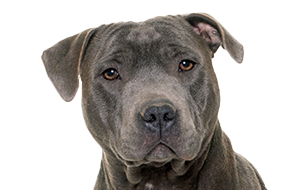 スタッフォードシャーブルテリアの子犬