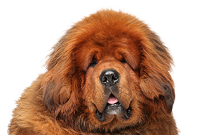 チベタンマスティフの子犬