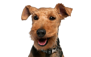 ウェルシュテリアの子犬