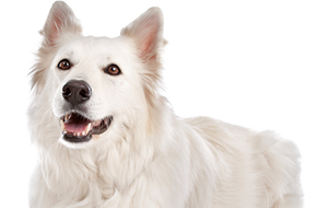ホワイト・スイス・シェパード・ドッグの子犬