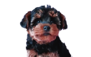 ヨープー(ヨークシャーテリア×トイプードル)の子犬